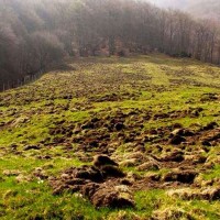 Danni provocati dagli ungulati a un terreno da pascolo